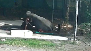 Elephants bath time goes wrong for Indian keeper