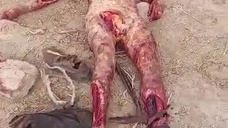Welcome inmigrants. Thanks for make my shitty country the more shittiest country than ever.