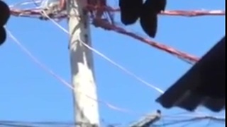 cave ape electrocution