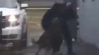 Man punches cop