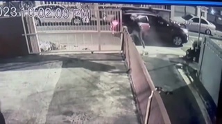 Five shot and killed