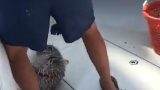Dumb Ass