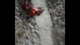 dismembered man on the train line