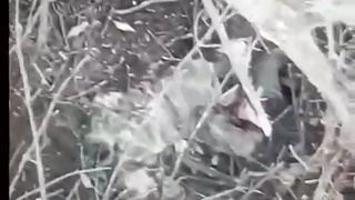 War in Ukraine