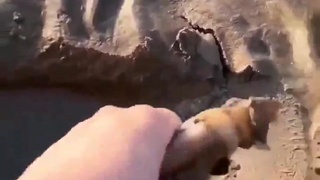 dickosaurus