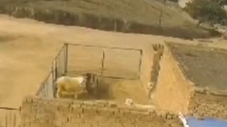 Sheep beats up farmer
