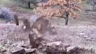 Huge Rock