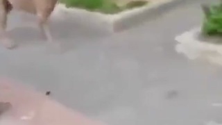 shit day