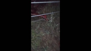 couple victims of terrible accident in Espirito Santo, BR