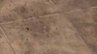 Pregnant spider disperses thousands of babies