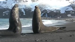Two Elephant Seals Fight