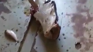 fish eats human arm