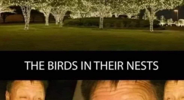 Poor Little Birds