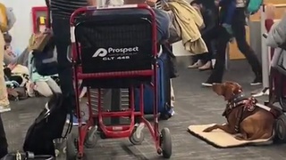 Angryukr losing it at the airport