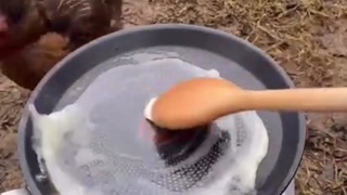 Why did the chicken cross the road?