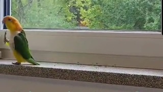 Sternhagelvoll's Pet Parrot