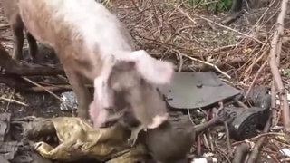Ukrainian soldier eaten by pigs