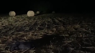 Hog vs Machine gun, WHO WINS?