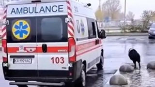 Awe, Happy ending for dog