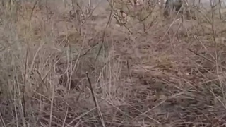 Ukrainians execute 2 of their own