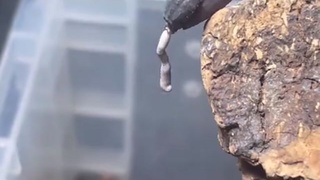 Scorpion Pooping