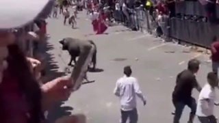 This bull identifies as a...