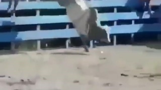 Bully got special moves