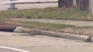 Driver Rampage Ends in Crash and Gunfire