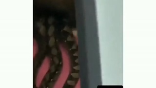 Mating Pythons Crash Through Ceiling