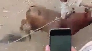 animals hate  us
