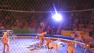 Circus fools are not animals