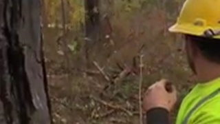 He&rsquo;s a lumberjack
