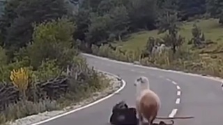 ANIMALS FUCKING HATE US