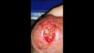 cock fucking maggots