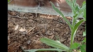 Pleasure and FUN with Flies 1