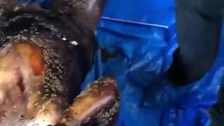 Fly maggots