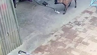 Dog is a hero