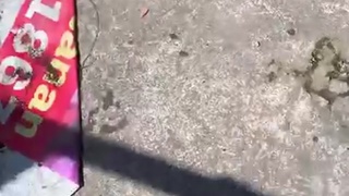 That aint a dog