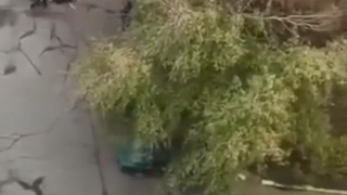 Bungee Jumper Smacks Dead