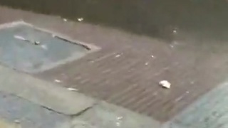 mosquito invasion in argentina
