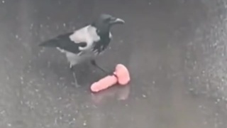 Magpie treasure