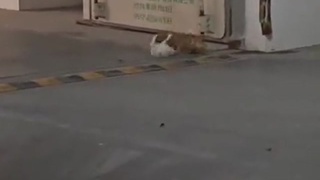 Easy hack to stop cats from fight