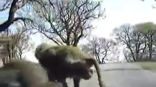 monkey traveling free