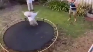 He Will Need Milk Now 8X Slow Motion