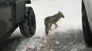 THAT'S NOT A DOG - DON'T PET IT!
