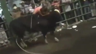 Bull wearing a strap-on...
