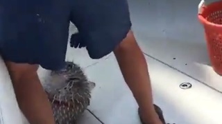 animals fkg hate us
