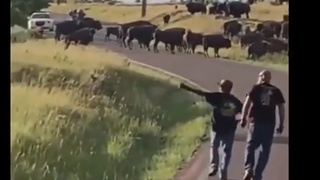 Bison De-Pantses Selfie-Lady