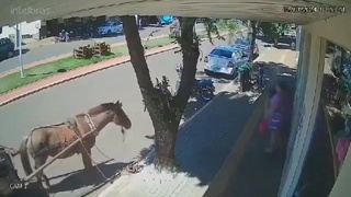 HORSE BITES A MAN WALKING ALONG THE SIDEWALK