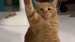 Ukrainian cat